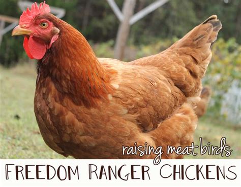 freedom ranger meat birds